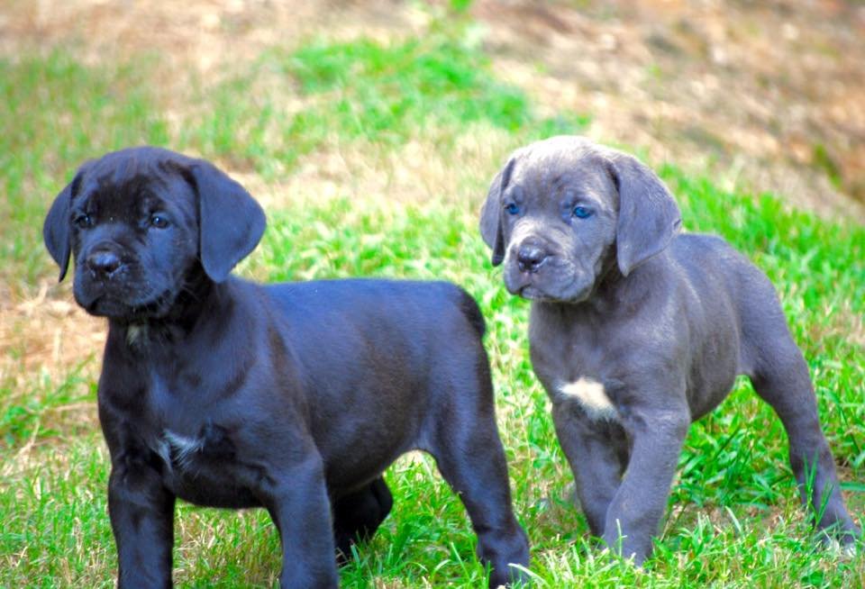 Why Choose Cane Corso Puppies for Sale? The Benefits of This Majestic Breed